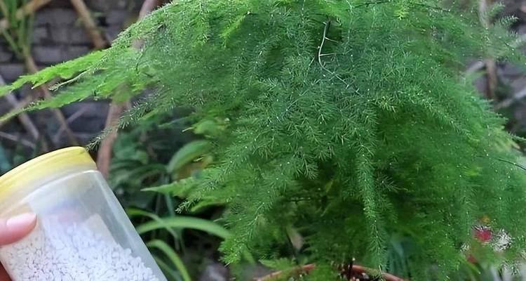 以文竹换土的全面处理方法（保证文竹健康生长的土壤更新与养护）