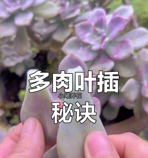 多肉植物（以多肉怎么放不占地方？搭建迷你花园的窍门）