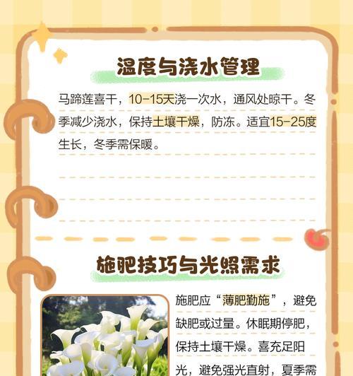 家庭马蹄莲花养护全攻略（室内养护方法、水质要求、阳光照射、施肥方法等）