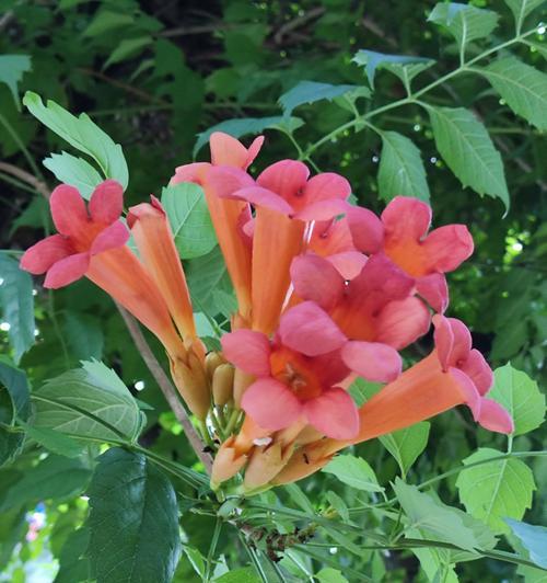 寒冬季节，为什么凌霄花会掉叶子？（探究凌霄花掉叶原因及对应方法）