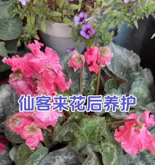 仙鹤开花时期的养护技巧（揭秘仙鹤开花时期的养殖要点，助你打造美丽花园）