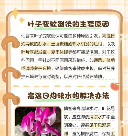 仙客来叶子变黄的处理方法（保持土壤湿润，调整光照和温度，适时施肥）