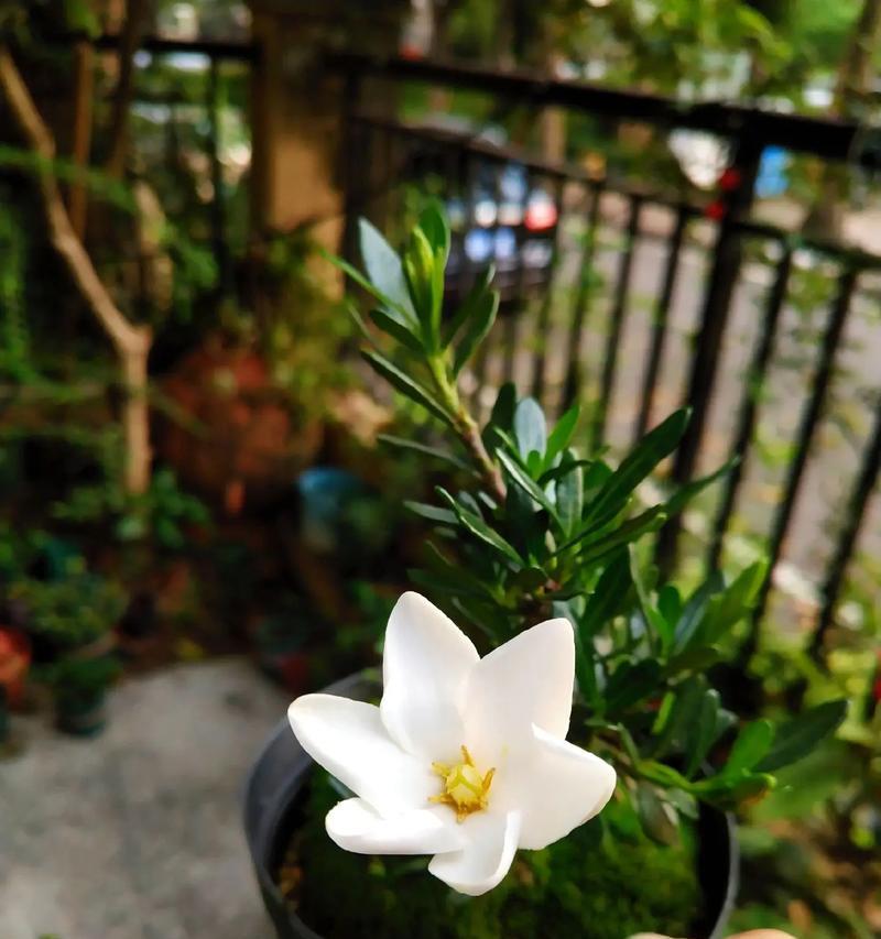 《移植栀子花的养殖技巧》（移植栀子花步骤详解，让你的花园更加绚丽多彩）