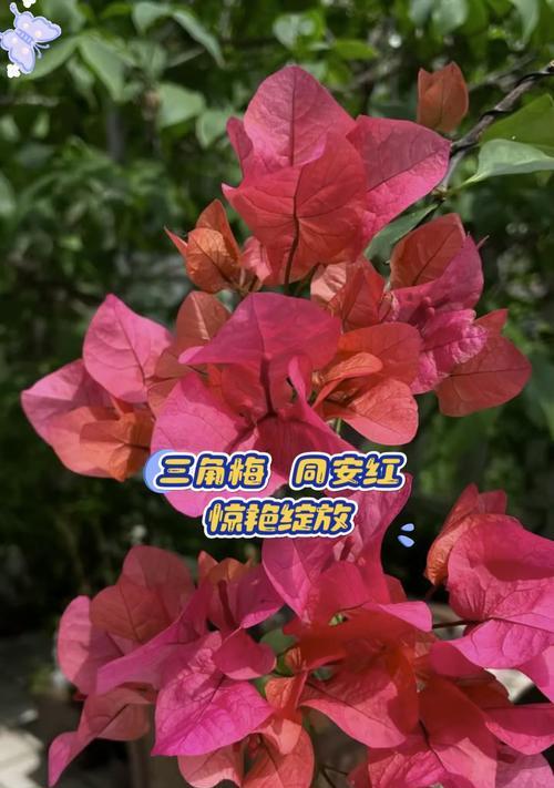 三角梅叶子的神奇变红之谜（以三角梅叶子为例，探究植物叶子变红的原因及机制）