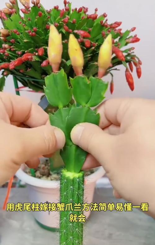 蟹爪兰花谢了怎么剪掉？（蟹爪兰花的修剪技巧及注意事项）