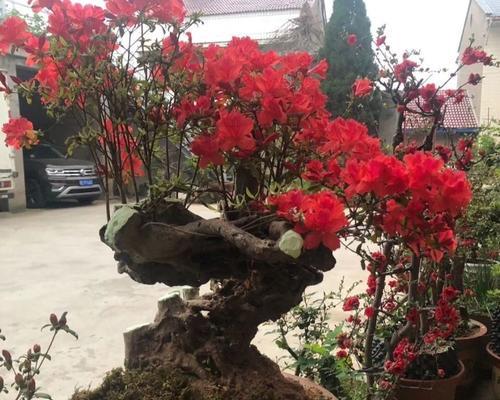 如何科学管理杜鹃花的开花过程（以杜鹃花开完花为主题的养护和管理要点）