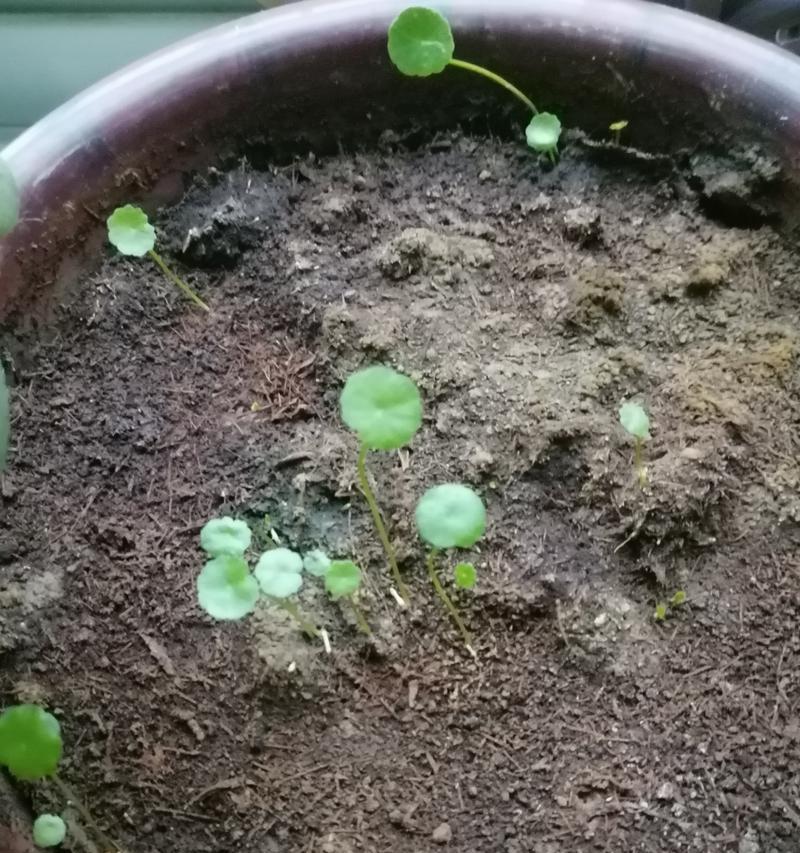 铜钱草全是根了怎么办？（探讨如何修复铜钱草全根情况及预防方法）