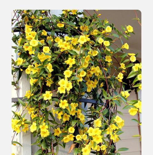 盆栽植物品种查询与介绍（发掘绿色生活的无穷乐趣）