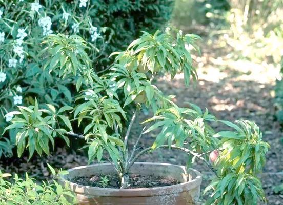 探究桃树的分类——是被子植物还是非被子植物？（解析桃树的生物特征与分类依据，揭秘其被子植物身份）