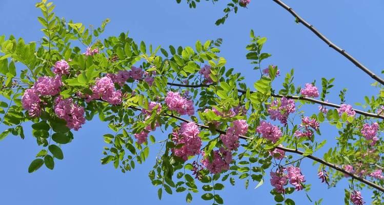 探究刺槐的生物学特性（揭秘刺槐的分类、结构和生长特点）