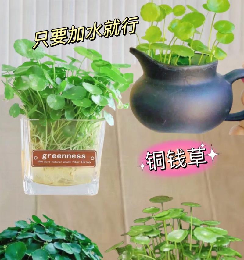 铜钱草叶肥的种植与应用（肥料制备方法、施肥时间和效果分析）