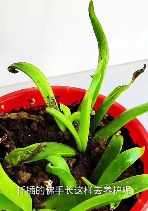 以福手花的养护秘籍（打造繁茂美丽的福手花盆栽）
