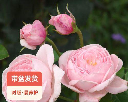 娜荷马月季的优缺点（探究适合生长的种植环境与保养技巧）