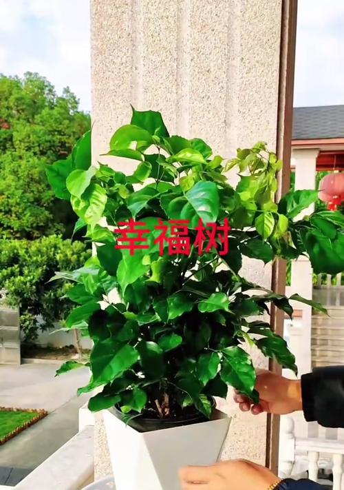 幸福树养护指南——培育五年幸福树的秘诀（关注光照、水分和肥料的重要性，培育健康的幸福树）