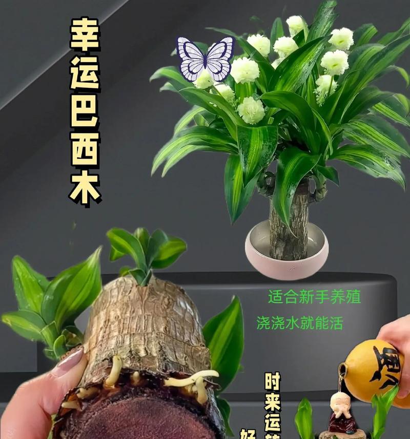 巴西木的养护指南（打造枝繁叶茂的巴西木花园，轻松掌握关键技巧）