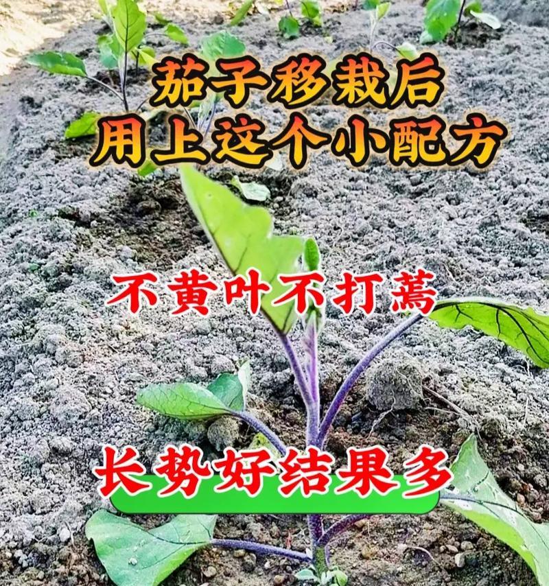 茄子苗栽种方法与注意事项（打造丰收的茄子园，从苗开始）