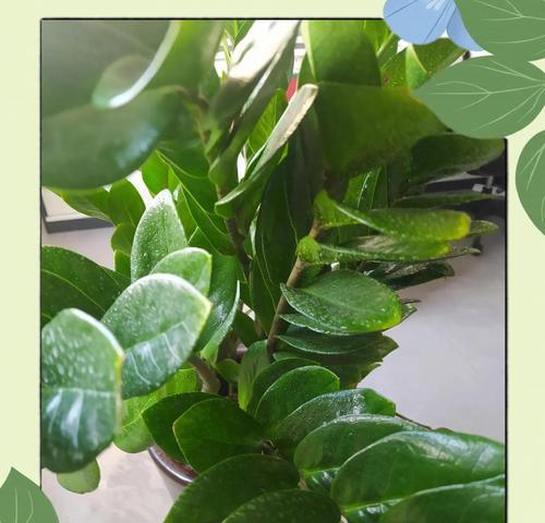 如何救活受到烂根影响的植物？（有效的护理方法，让植物恢复健康）