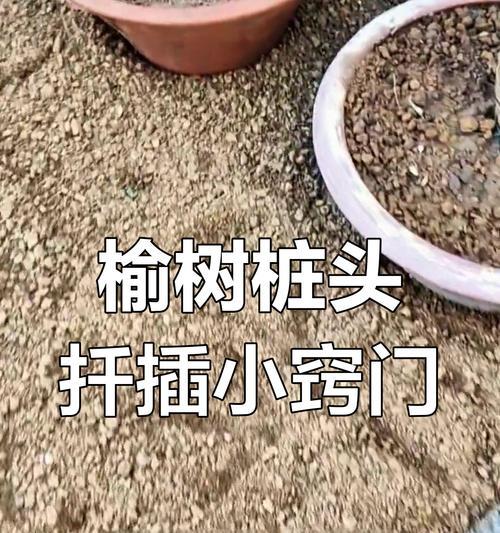 如何养活刚挖回来的榆树桩（关键步骤和技巧助你成功种植榆树桩）