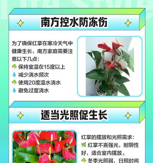 小红掌花的养护秘籍（打造健康繁花的小红掌花养护方法）