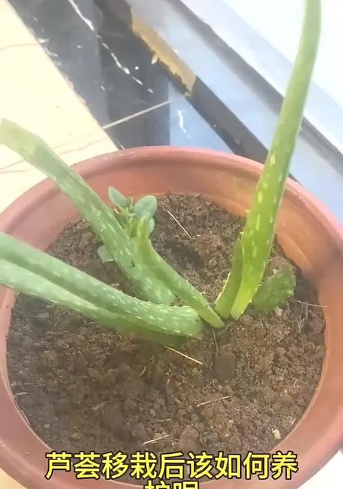 芦荟枯萎修剪指南（教你如何正确修剪芦荟，让它重焕生机）