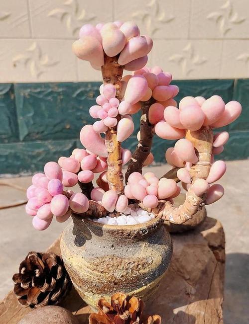 如何救活掉叶的桃树（以桃蛋水大了掉叶怎么救？）