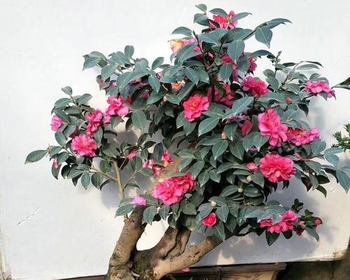 茶梅施肥之道（选择合适的肥料，助力茶梅成长）