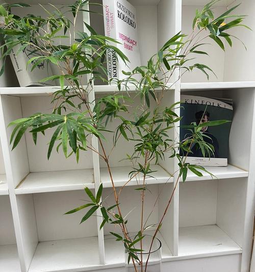 水培竹子变黄了怎么办？（教你解决水培竹子黄叶的问题，保持竹子的健康生长）