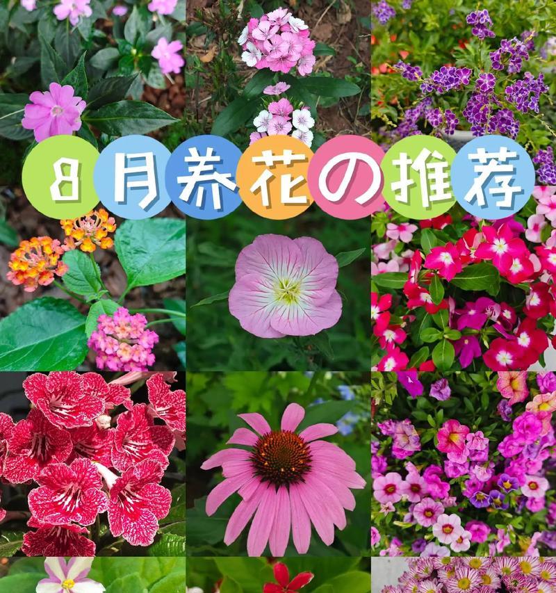 如何养护小凤仙花的秘诀（打造美丽花园的首选——小凤仙花）