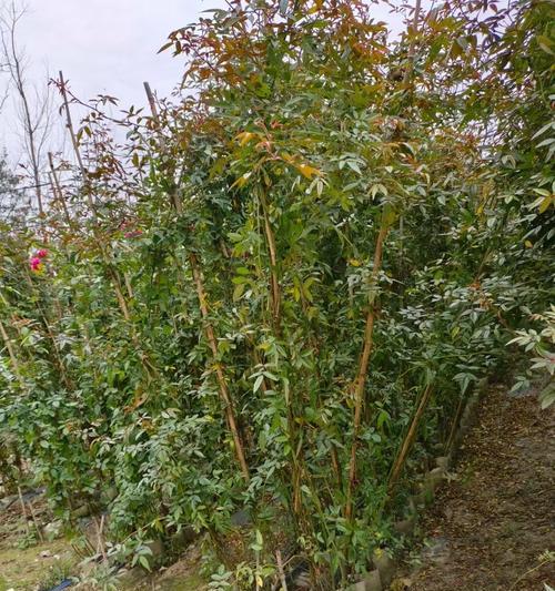 秋天修剪蔷薇，打造花园的绚丽景观（蔷薇秋季修剪技巧及注意事项）