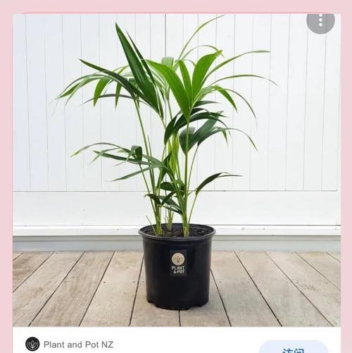 如何正确移栽棕榈树（掌握关键步骤，顺利移植棕榈树）