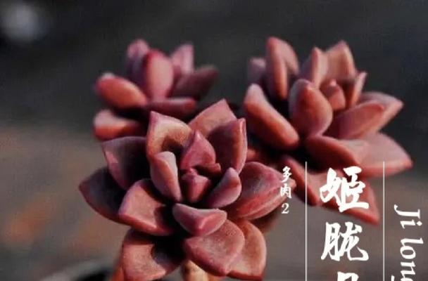 以多肉姬胧月为主题的土配搭（探索多肉姬胧月与土的完美结合）