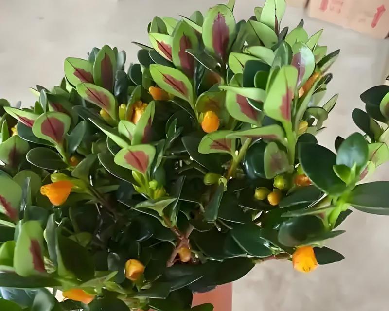 水培金鱼花栽培技巧（以水培方式栽培金鱼花，让您的家居焕发生机）