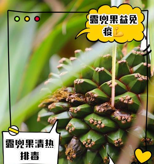 扇叶露兜树果实的营养与食用方法（美味可口的天然食品——扇叶露兜树果实）