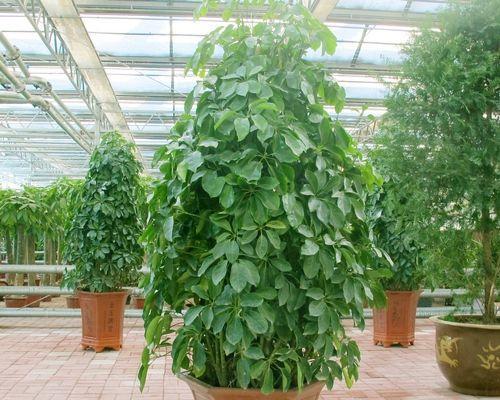 摇钱树花叶子起油了该如何处理（应对摇钱树花叶子起油的有效方法）