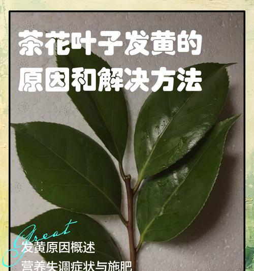 茶花蕾变色的奥秘（解读茶花蕾颜色变化的科学原理）