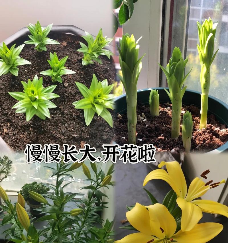 《香水百合开花后的养护指南》（如何正确地照顾已经开过花的香水百合）