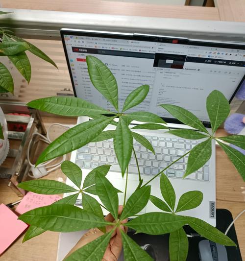 八叶发财树剪枝的正确方法（打造理想的发财树——八叶发财树剪枝指南）