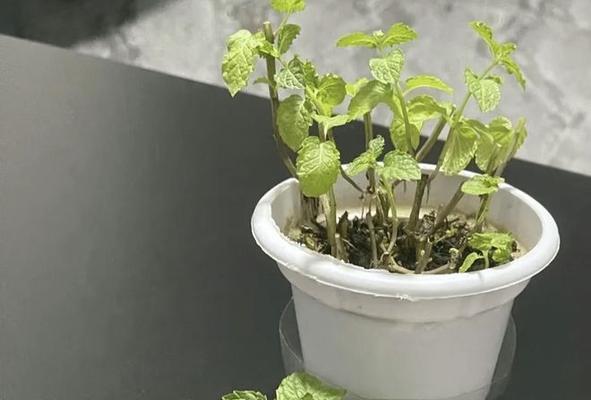 薄荷叶的自制施肥方法（用薄荷叶自己制作肥料，提升你的植物养护技巧）