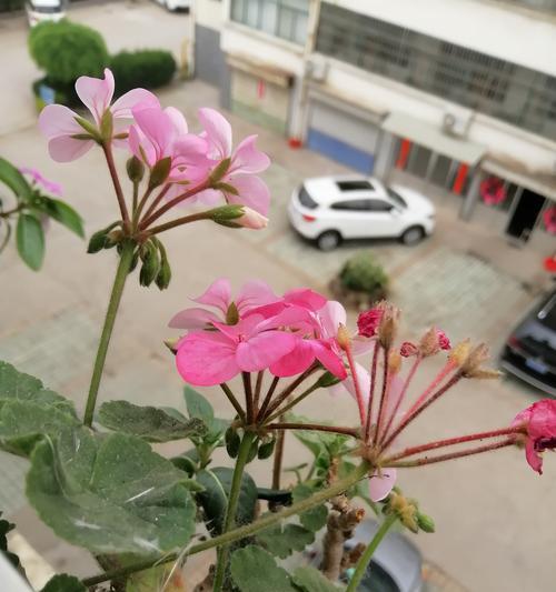 以花断了怎么养？——宝贵植物的呵护之道（从“以花断了”到“以花盛开”，如何正确养护你的植物宝贝）