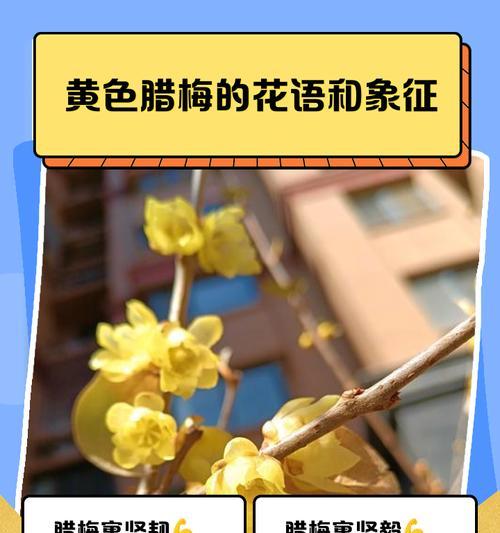 蜡梅叶黄的原因与处理方法（保护蜡梅叶黄的关键措施及效果评估）