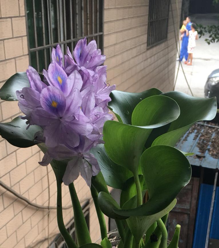 以水湖露花的养殖技巧与心得分享（掌握关键养殖技巧，打造花园中的绚丽景观）