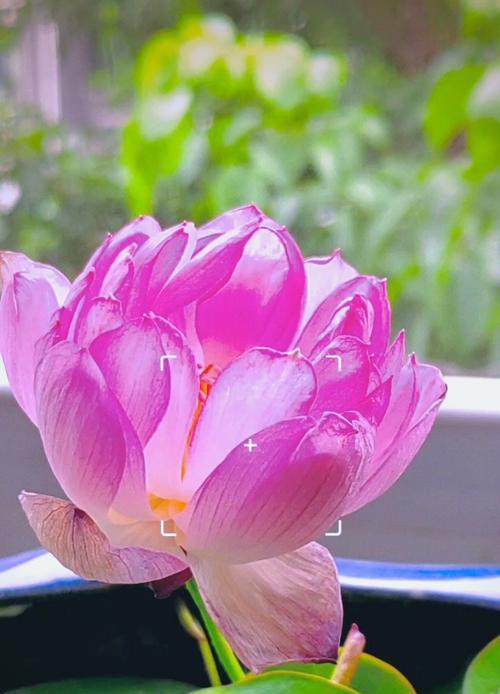 荷花如何在阳台过冬（冬季阳台养护的关键技巧及注意事项）