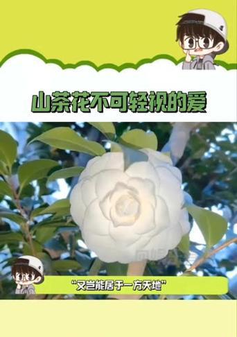 山茶花的栽培与花土配方（打造最适宜山茶花生长的花土——探索最佳配方）