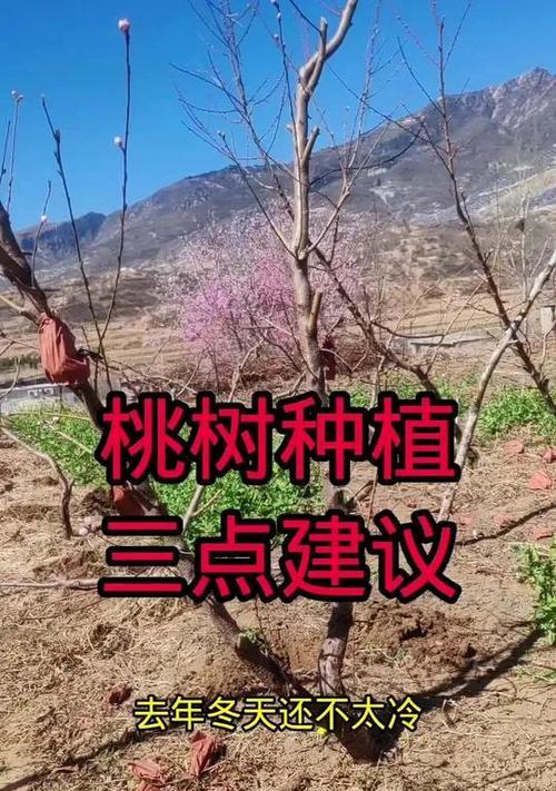 桃树种植间距的浅析（如何合理地安排桃树的种植间距）
