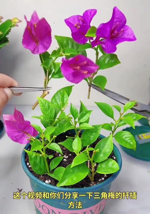 三角梅嫁接全攻略（掌握三角梅嫁接技巧，让你的花园更美丽）