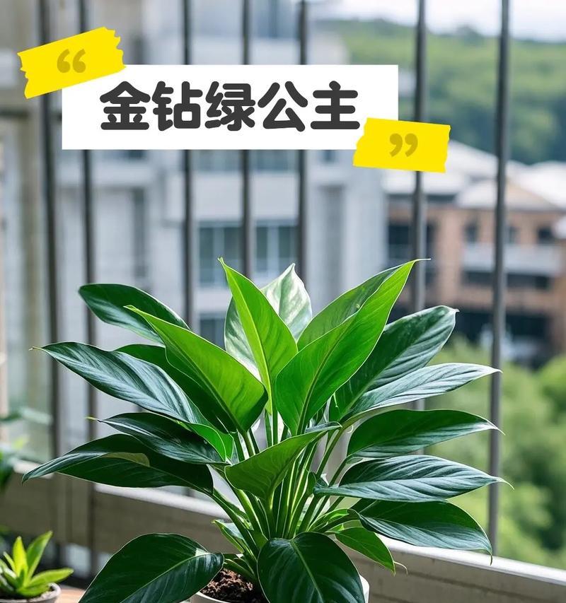花卉绿钻养植指南（打造绚丽花坛的秘籍）
