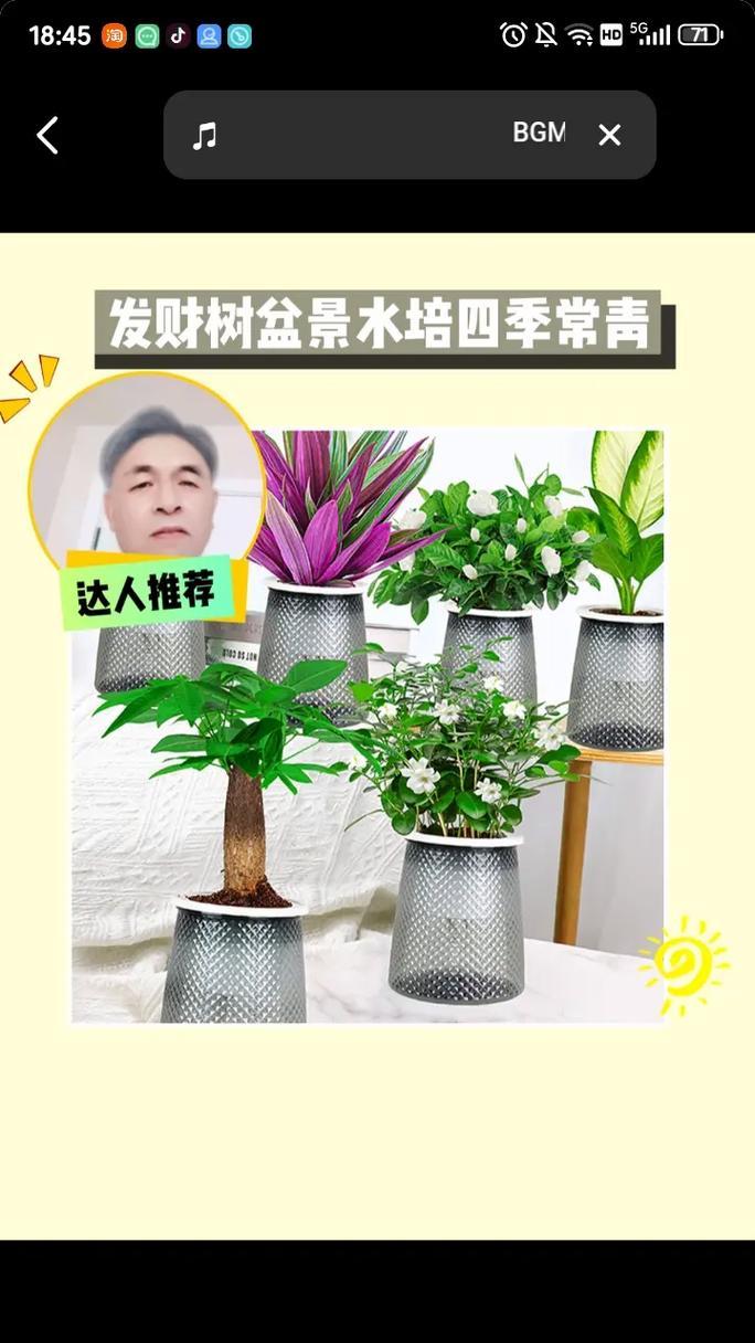 发财树的埋植技巧及注意事项（如何正确埋植发财树，让您财运亨通）