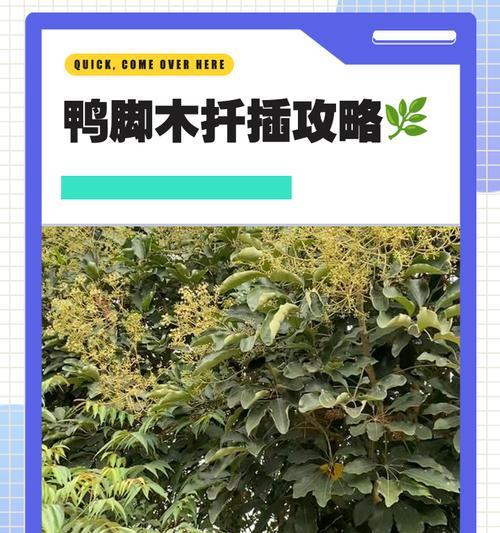 以扦插鸭掌木为主题的文章（揭秘扦插鸭掌木的成功技巧与养护要点）