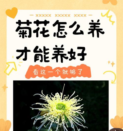 菊花种子养殖全攻略（从种子到开花，轻松掌握的养殖技巧）