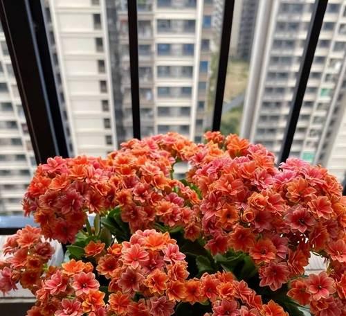 懒人花卉——轻松打造美丽空间（无需耗费大量时间精力，从容享受绿色生活）